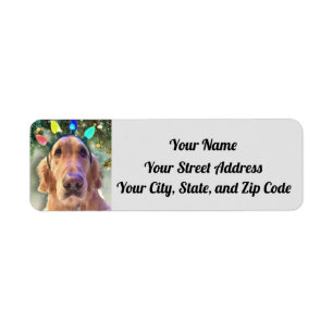 Nova The Golden Retriever Christmas Lights Address Label