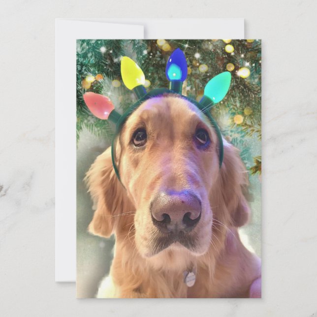 Nova's Bah Humbug Christmas  - Golden Retriever -  Holiday Card (Front)