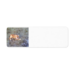 NovaScotiaDuck-TollingRetriever laying 2 Label