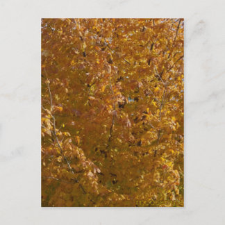 November 9th 2015 Maple Tree Postcard