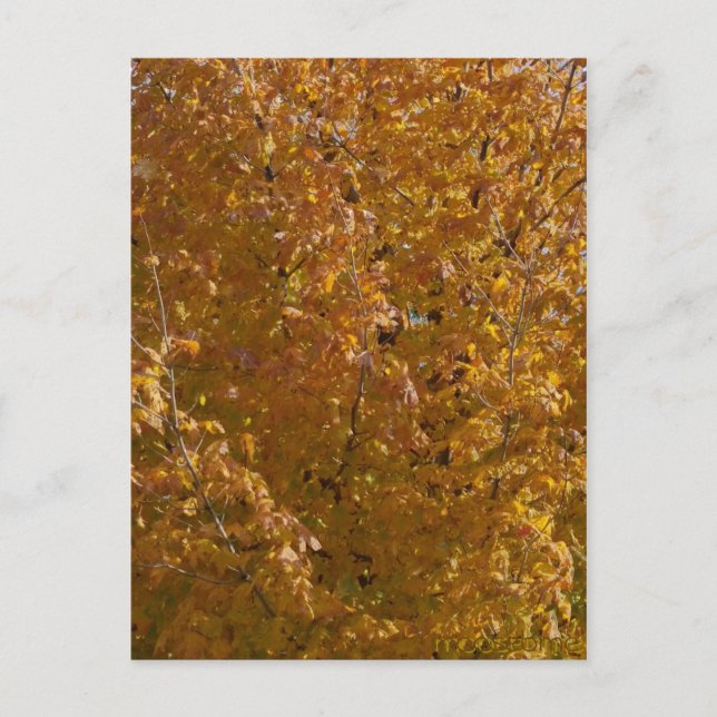 November 9th 2015 Maple Tree Postcard (Front)