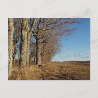 November Field I Postcard