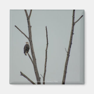 November Magnet
