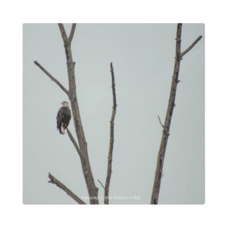 November Metal Print