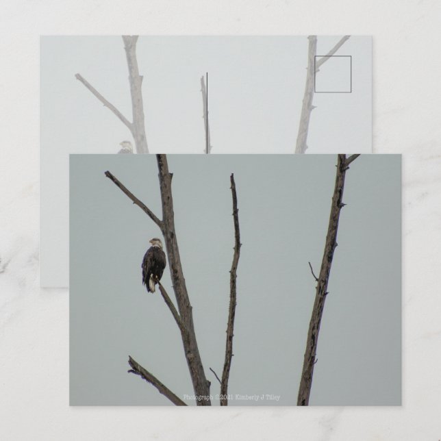 November Postcard (Front/Back)