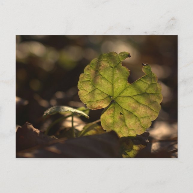 November Sun CC0303 Postcard (Front)