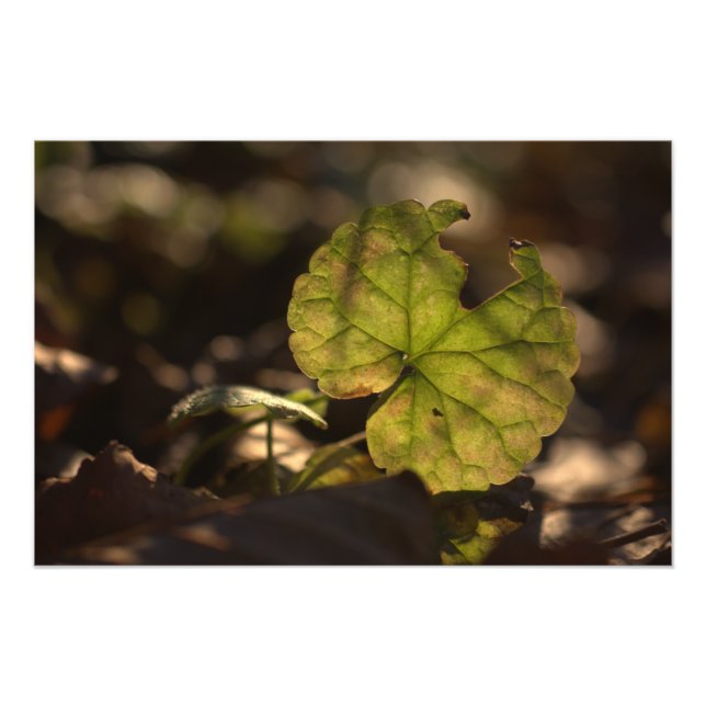 November Sun CC0305 Photo Print (Front)