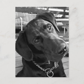 Now that I have your Attention... Postcard