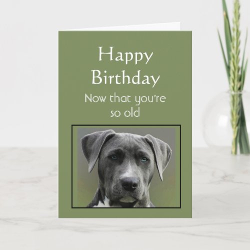 Now that Your Old Humor Happy Birthday Fun Dog Card