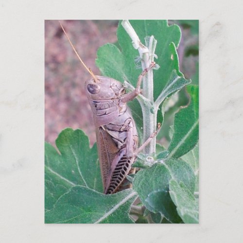 Now Thats a Grasshopper Postcard