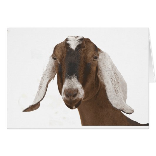 Nubian (Front Horizontal)