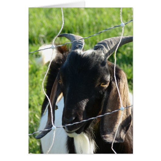 Nubian Billy Goat (Front)