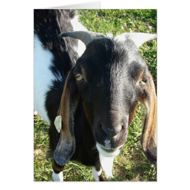 Nubian Billy Goat Cards (Front)