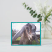 Nubian Goat (Standing Front)