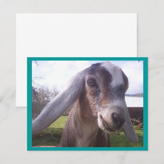 Nubian Goat (Front/Back)