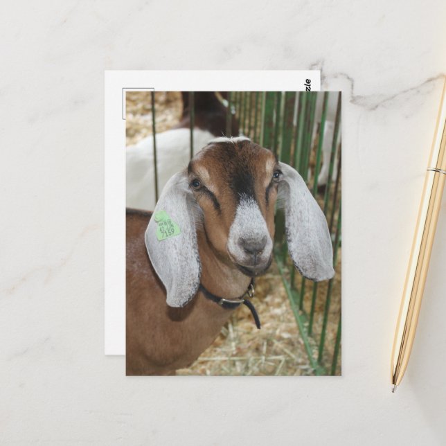 Nubian Goat at the County Fair Postcard (Front/Back In Situ)
