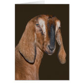 Nubian Goat Card (Front)