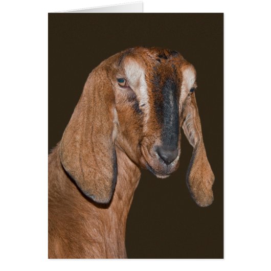 Nubian Goat Card (Front)