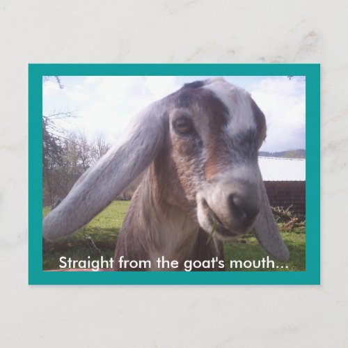 Nubian Goat Postcard