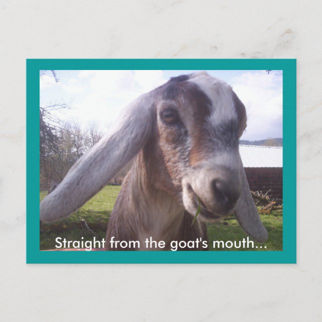 Nubian Goat Postcard (Front)