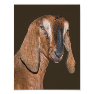 Nubian Goat Print
