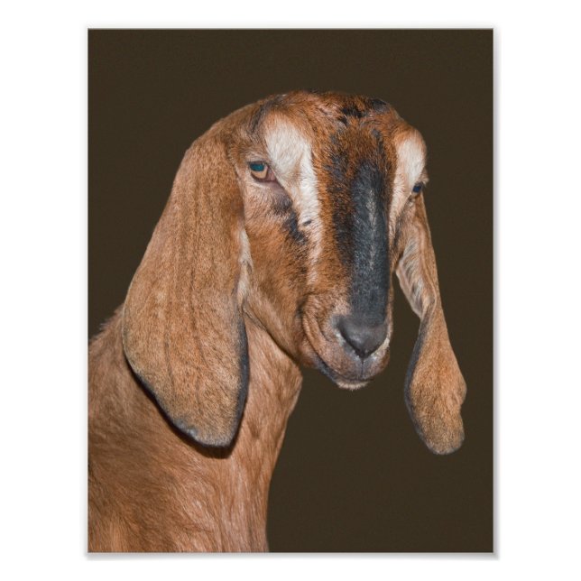 Nubian Goat Print (Front)