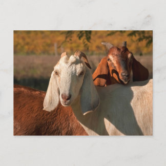 Nubian goats postcard