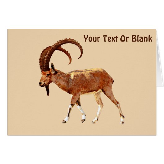 Nubian Ibex - Ein Gedi (Front Horizontal)