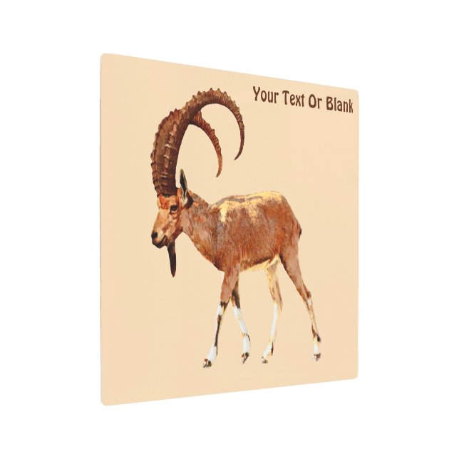 Nubian Ibex - Ein Gedi Metal Print (Angled)