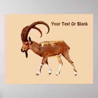 Nubian Ibex - Ein Gedi