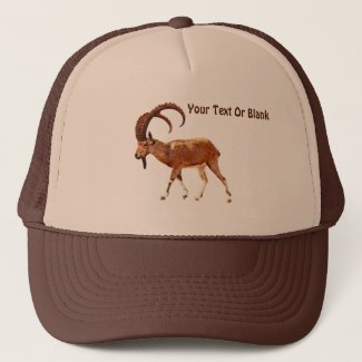 Nubian Ibex - En Gedi