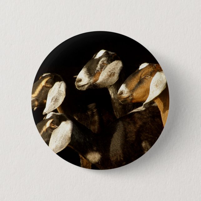 Nubians Does Focused Pinback Button (Front)