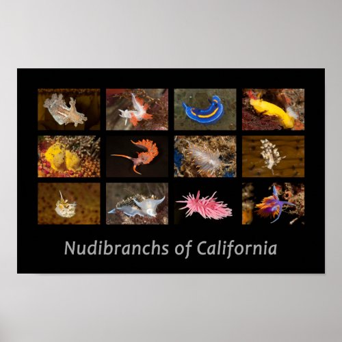 Nudibranchs of California Poster
