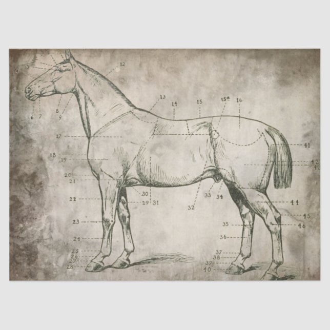 Numbered Horse Tissue Paper (Front)