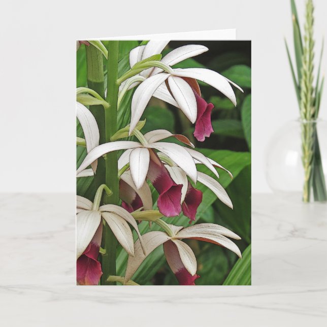 Nun's Orchid Blossoms Greeting Card (Front)