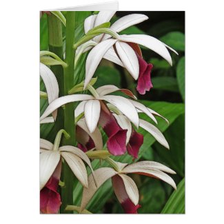 Nun's Orchid Blossoms Greeting Card