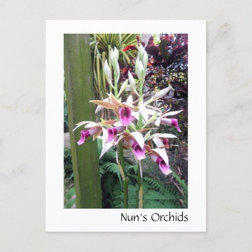 Nuns Orchids Postcard