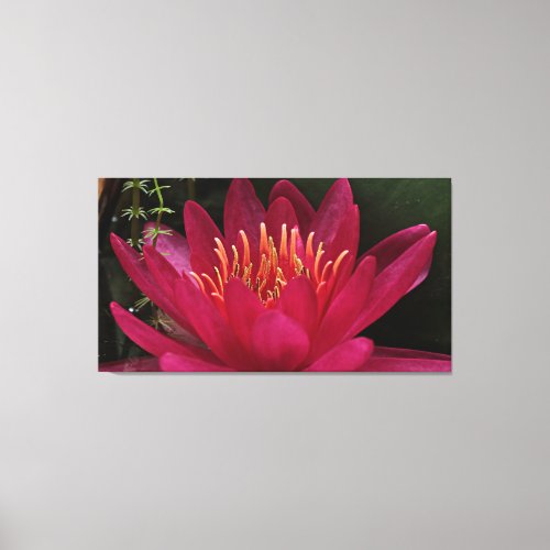 Nuphar Lutea Pink Water Lily Canvas Print