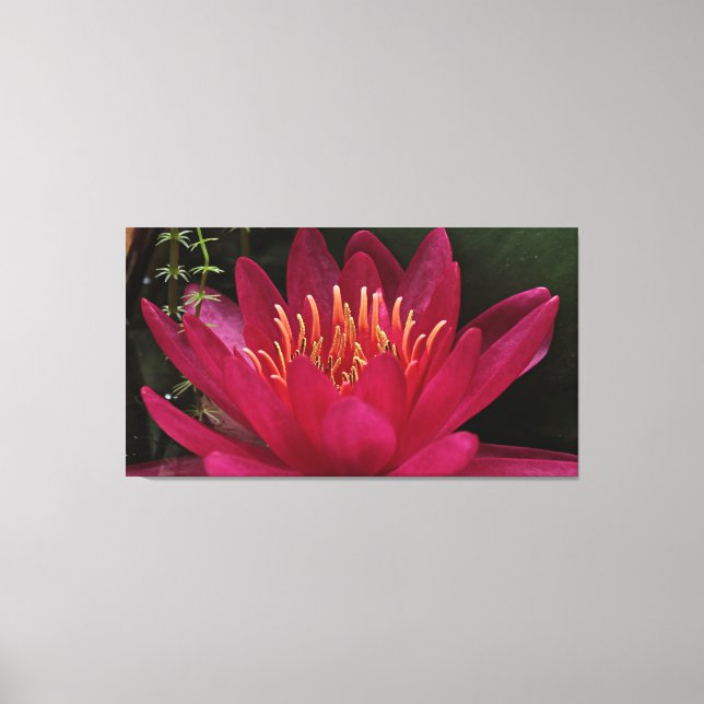 Nuphar Lutea Pink Water Lily Canvas Print (Front)