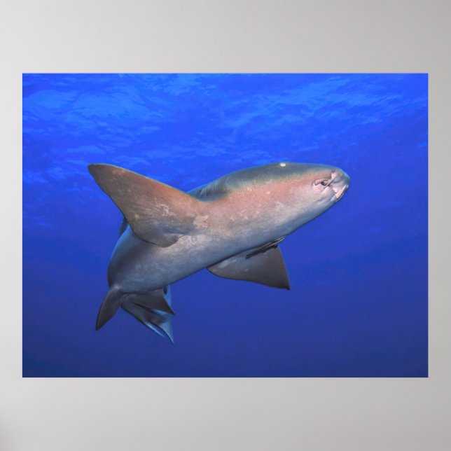 Nurse Shark in the Blue Poster (Front)