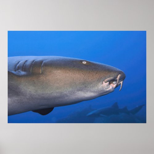 Nurse Shark Portrait Poster