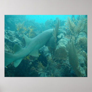Nurse Shark Poster