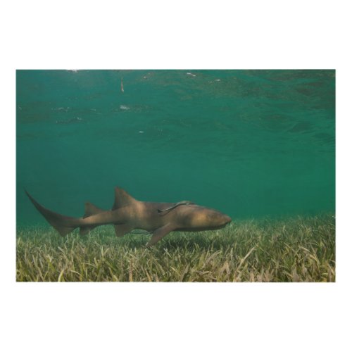 Nurse Shark Swimming Wood Wall Art