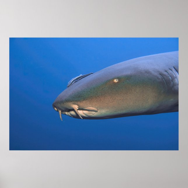 Nurse Shark with Hitchhiker Poster (Front)