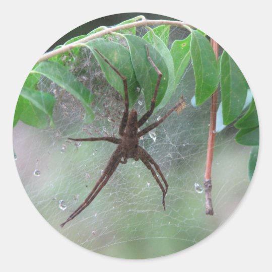 Nurse Spider and Young Classic Round Sticker