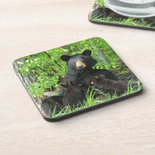 Nursing Black Bear and Twin Cubs  Beverage Coaster