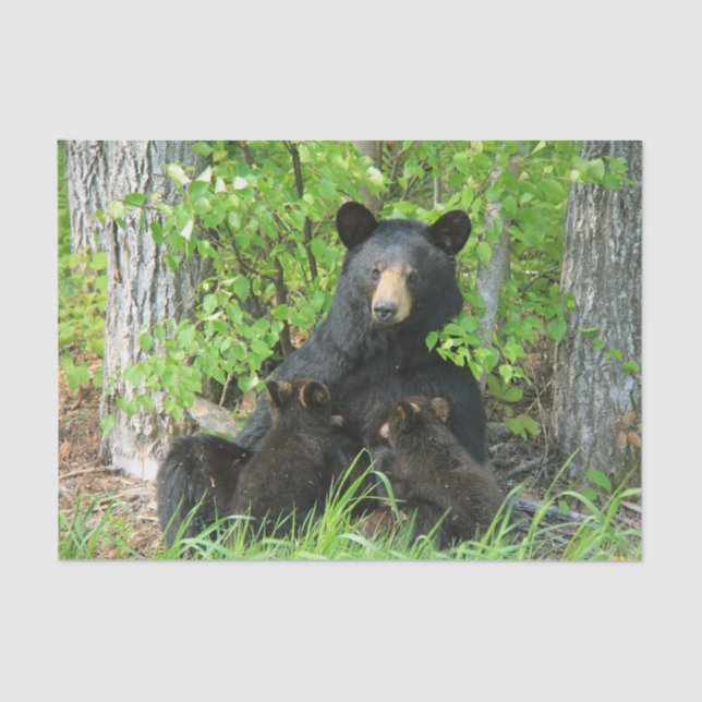 Nursing Black Bear and Twin Cubs  Tissue Paper (Front)