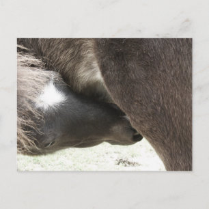 Nursing Mini Foal Postcard
