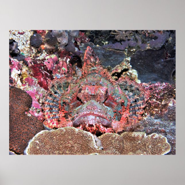 Nusa Lembongan Scorpionfish Poster (Front)