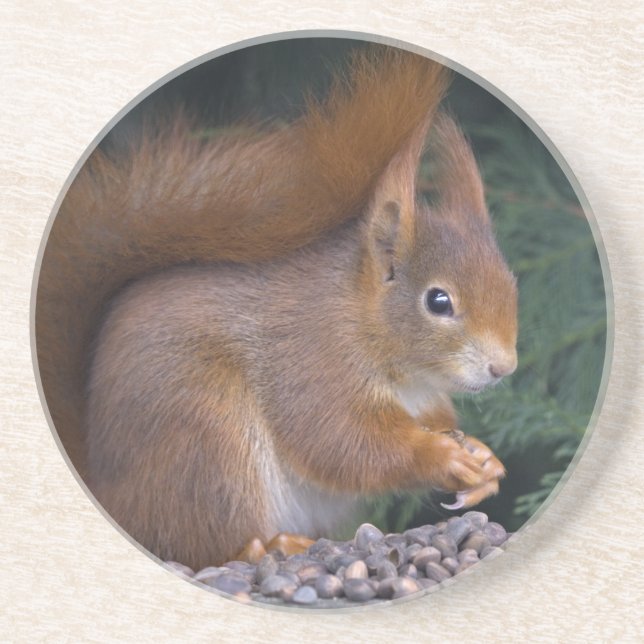 Nut Brunch Coaster (Front)